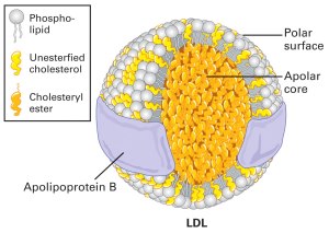 LDL 3