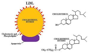 LDLand cholesterol molecule