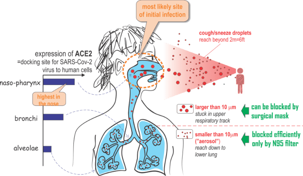 entry at nose with high ACE recpetors.png