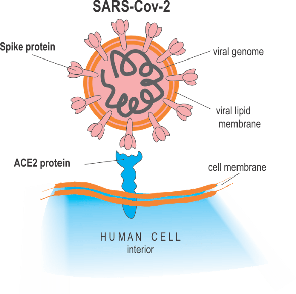 virus lock and key.png