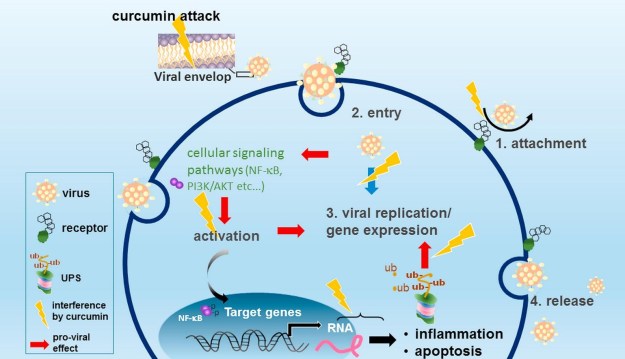 curcumin anti viral multiple effects