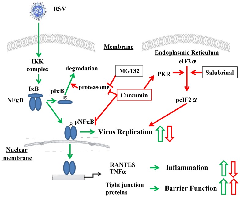 curcumin inhibits RSV in human nasal cells