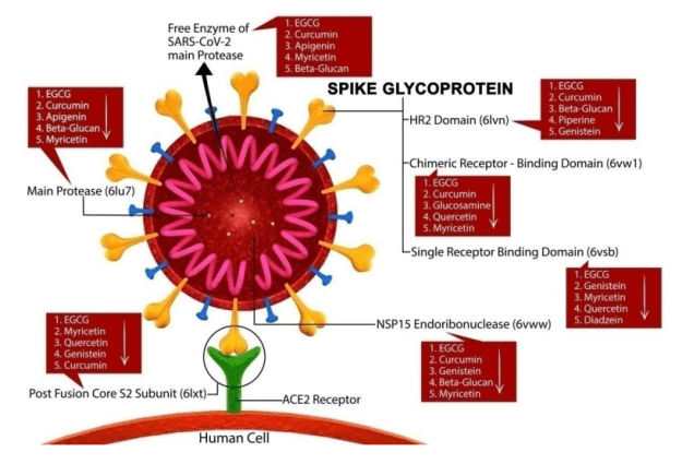 docking sites and polyphenols.png