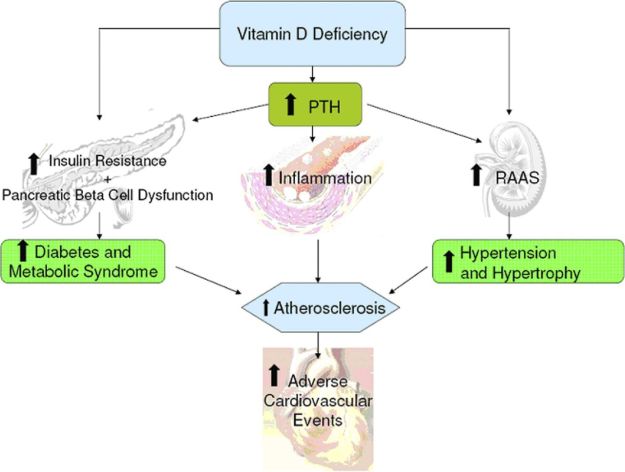 Vit D and inflammation.jpg