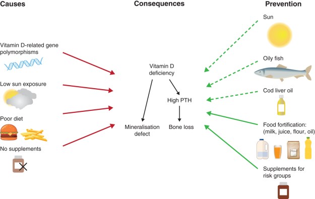 Vit D status, sources.jpeg